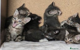 Domestic Shorthair cats for sale: Beautiful domestic short hair kittens for sale  - Image 1
