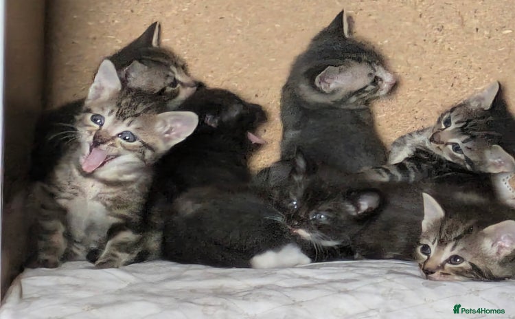 Domestic Shorthair cats - Advert 1