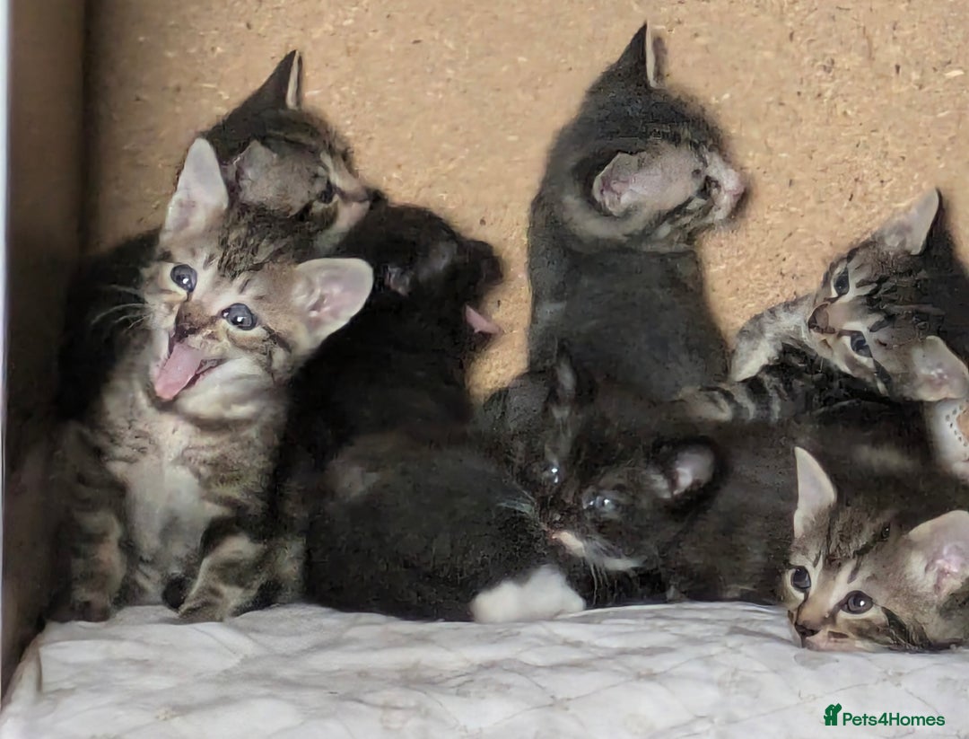 Domestic Shorthair cats for sale: Beautiful domestic short hair kittens for sale  - Image 1
