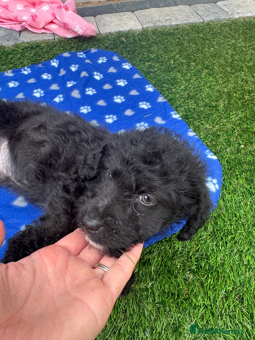 Mixed Breed dogs for sale: Black male puppy jackapoo - Image 7
