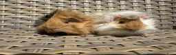 Guinea Pig rodents for sale: 2 Pretty baby long haired female guinea pigs. - Advert 3