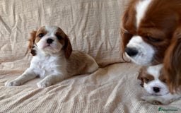 Cavalier King Charles Spaniel dogs for sale: Gorgeous Cavalier King Charles Puppies  - Image 20