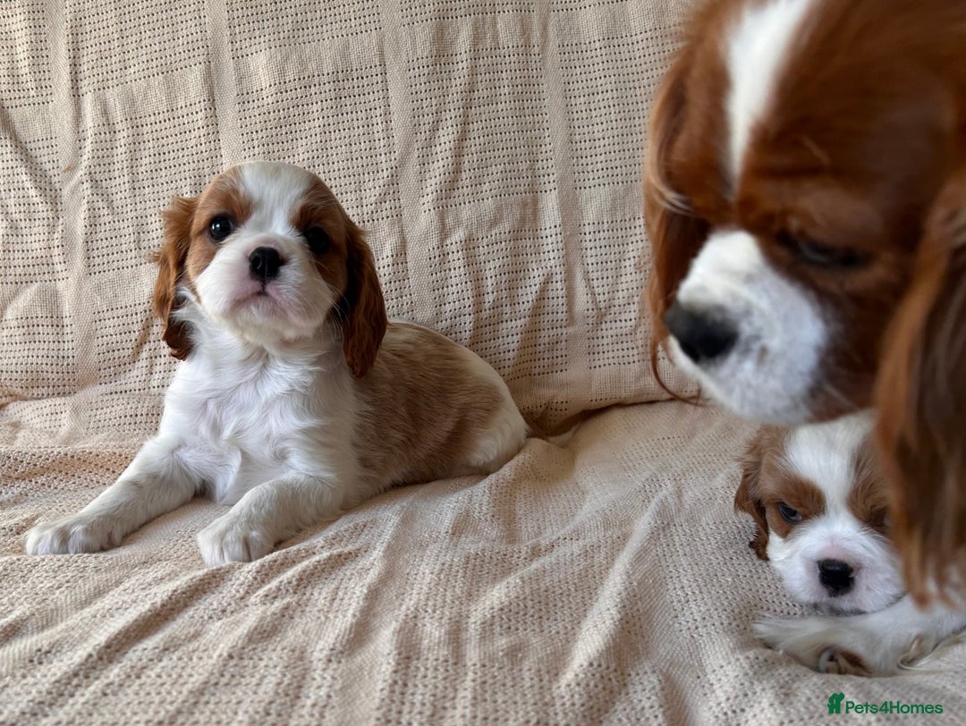 Cavalier King Charles Spaniel dogs for sale: Gorgeous Cavalier King Charles Puppies  - Image 20
