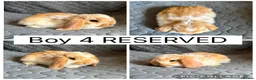 Mini Lop rabbits for sale: 5 beautiful baby mini lops ready to reserve - Advert 4