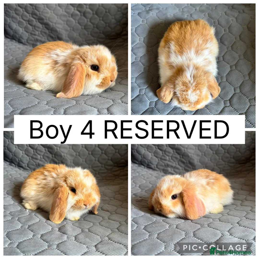 Mini Lop rabbits for sale: 5 beautiful baby mini lops ready to reserve - Advert 4