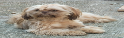 Shih Tzu dogs for stud: Kc registerd stud karashishi and sweet tooth lines in Southampton - Advert 34