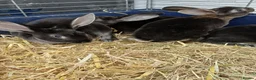 Rex rabbits for sale: 9 MINI REX BABY RABBITS FOR SALE  - Advert 4