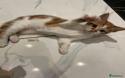 Mixed Breed cats for sale: 2 beautiful ginger boys  - Image 9