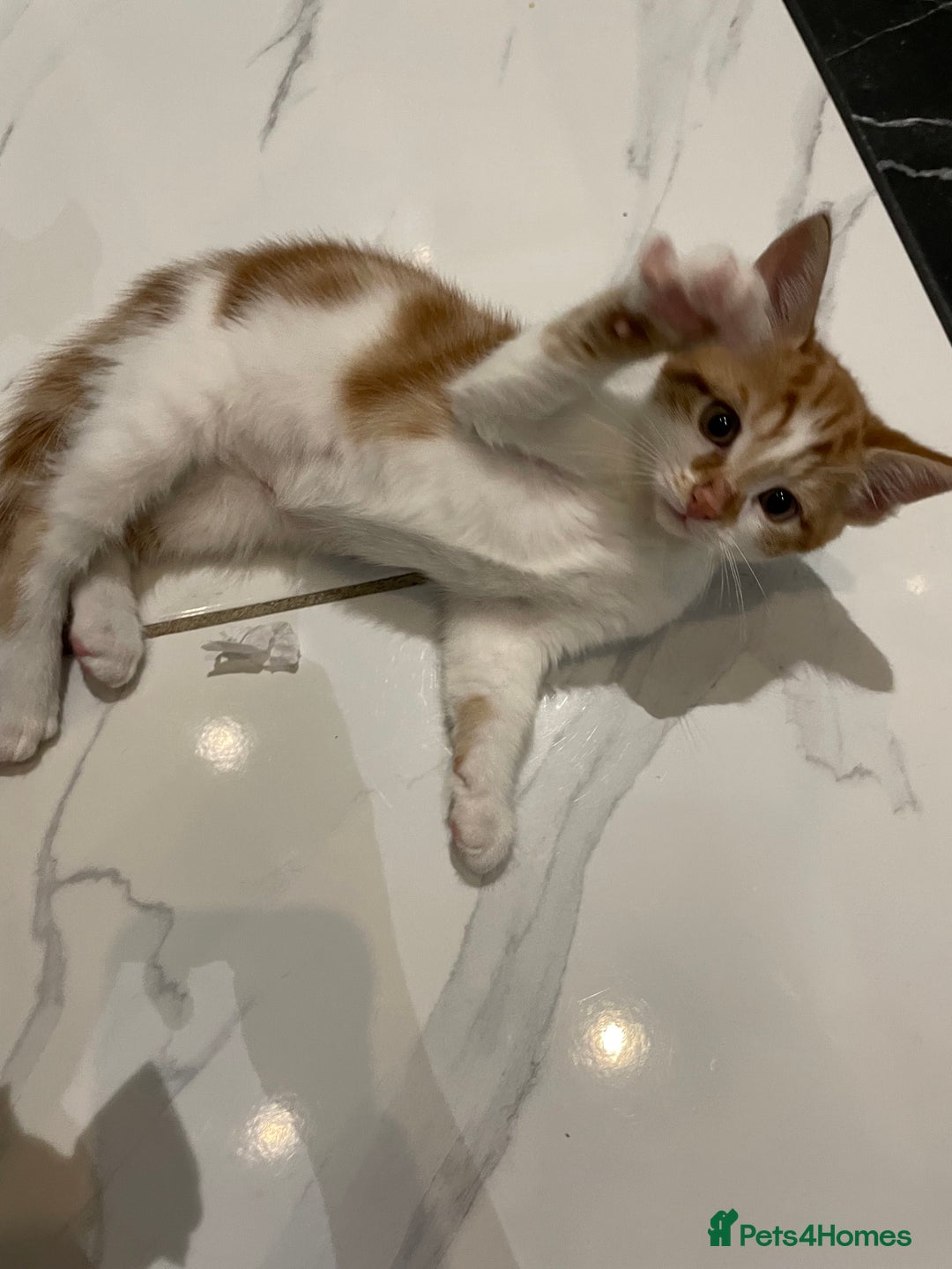 Mixed Breed cats for sale: 2 beautiful ginger boys  - Image 9