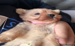 Maltipoo dogs for sale: Tea cup/ pocket puppy Maltipoo girl 🩷 - Image 29