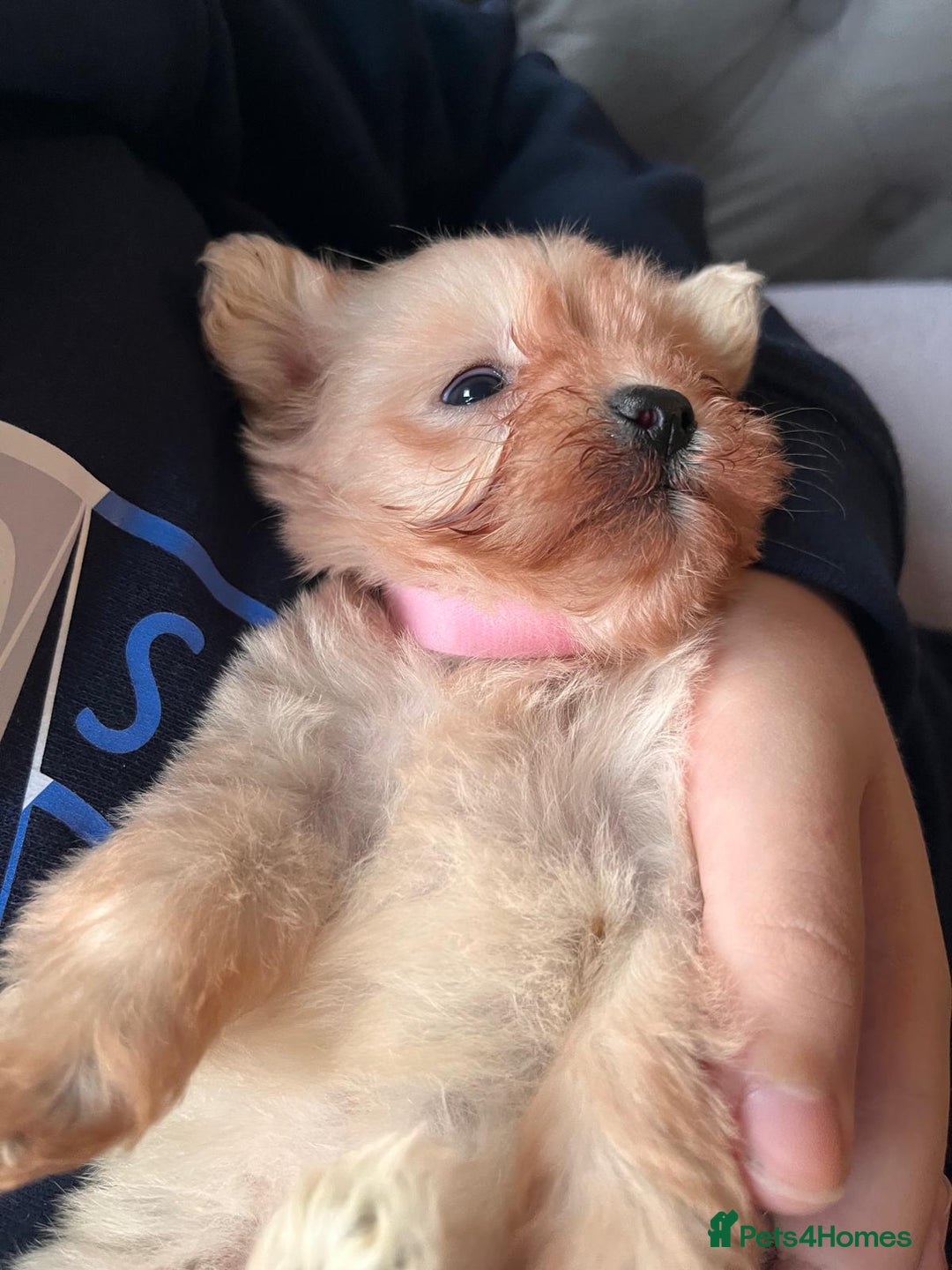 Maltipoo dogs for sale: Tea cup/ pocket puppy Maltipoo girl 🩷 - Image 29