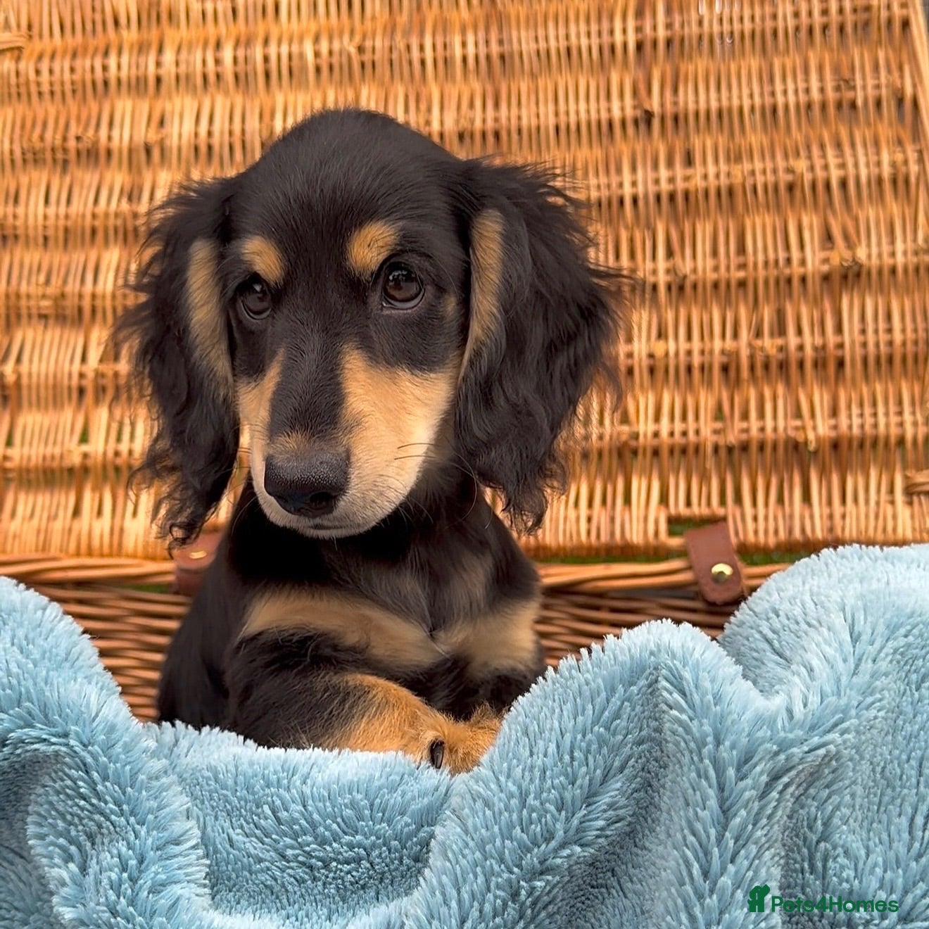 Miniature Dachshund dogs TRADITIONAL LONGHAIR MINI DACHSHUND  - Advert 1