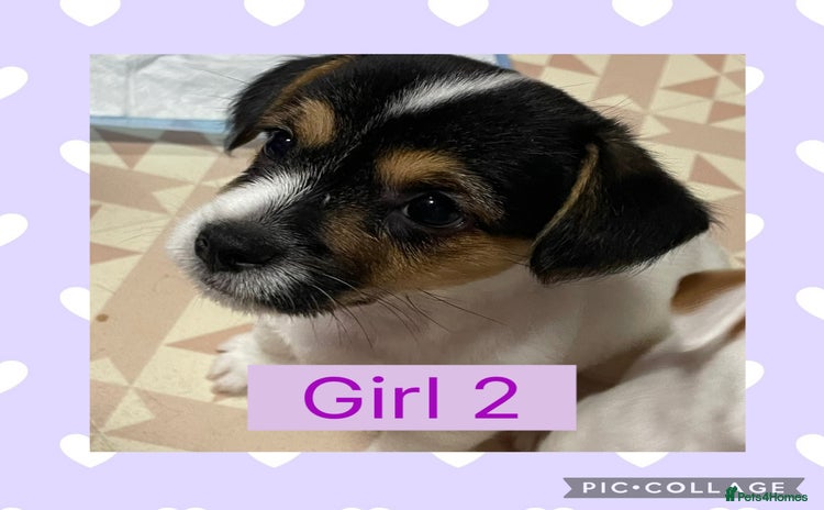 Mixed Breed dogs - Advert 1
