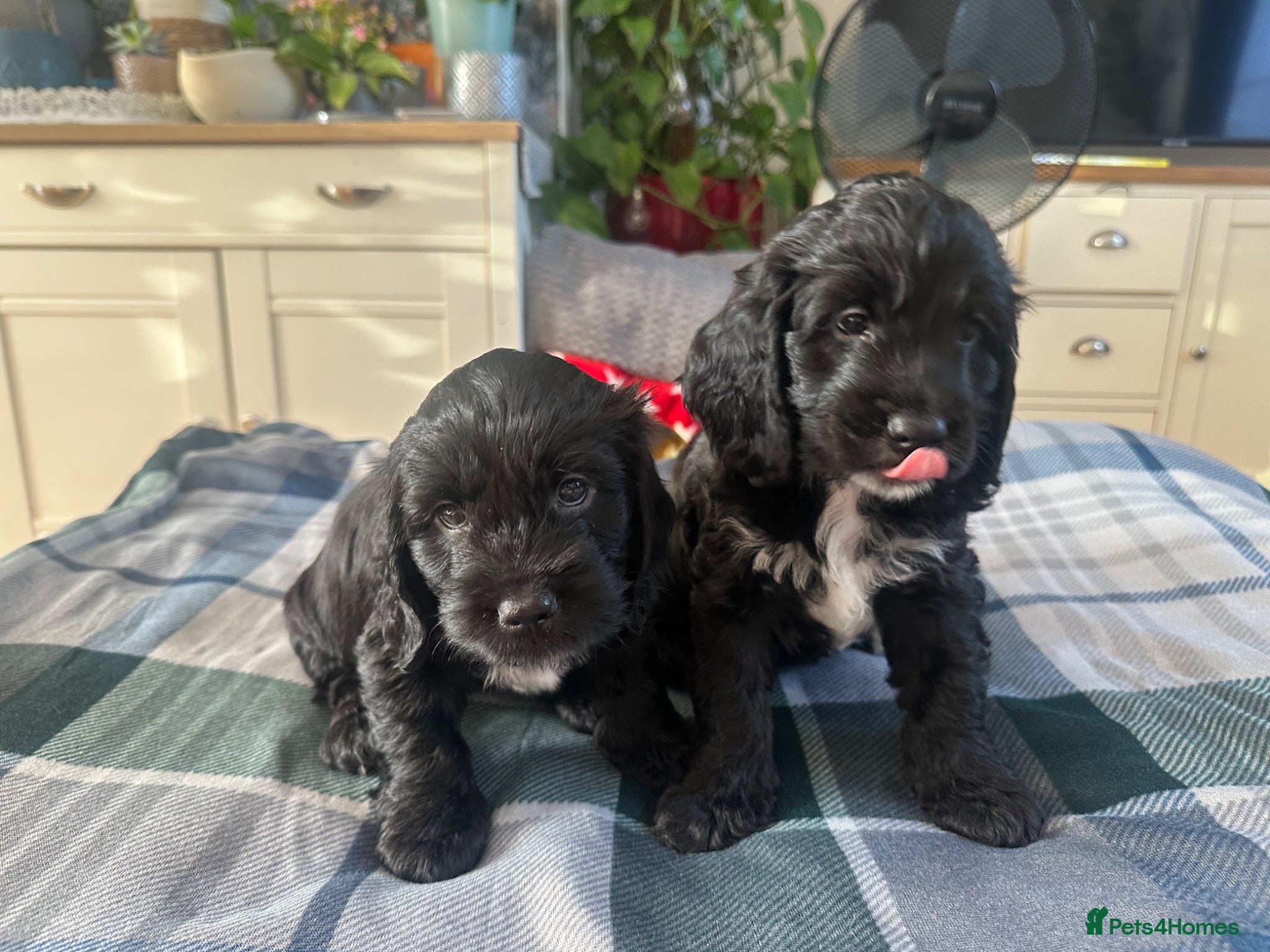 Mixed Breed dogs 6  puppies cocker spaniel x Lhasapoo  - Advert 17