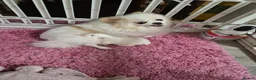 Pomeranian dogs for sale: 2 white poms 17 weeks old 1 boy 1 girl - Advert 4