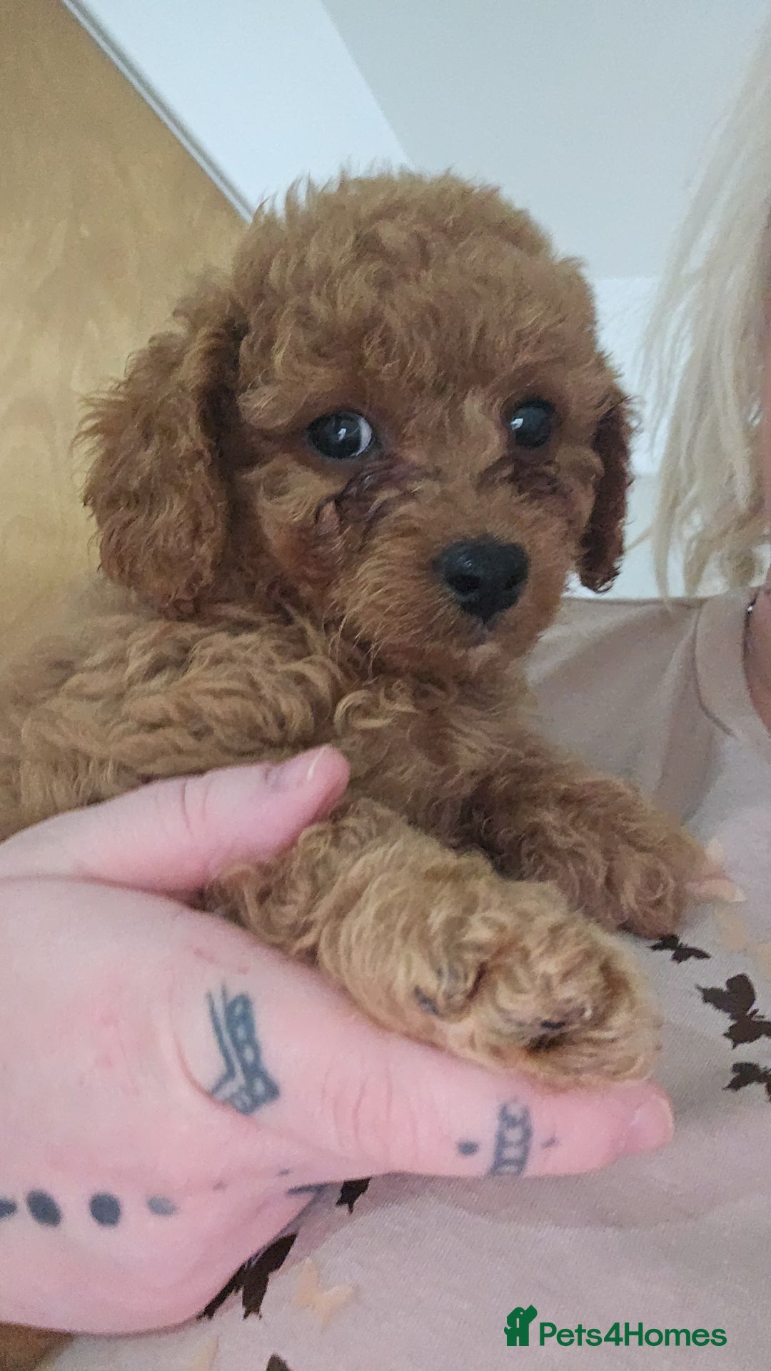 Cavapoo dogs for sale: Gorgeous Little Cavapoo Puppy  - Advert 21