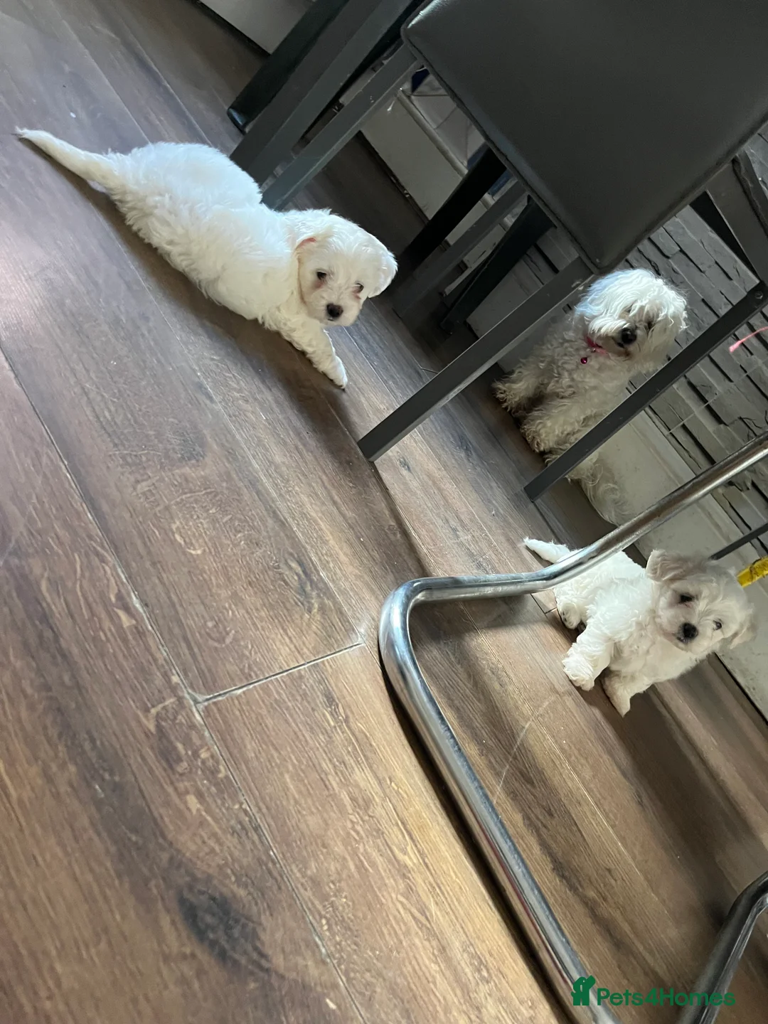 Maltese dogs for sale: Maltese puppies  - Advert 8