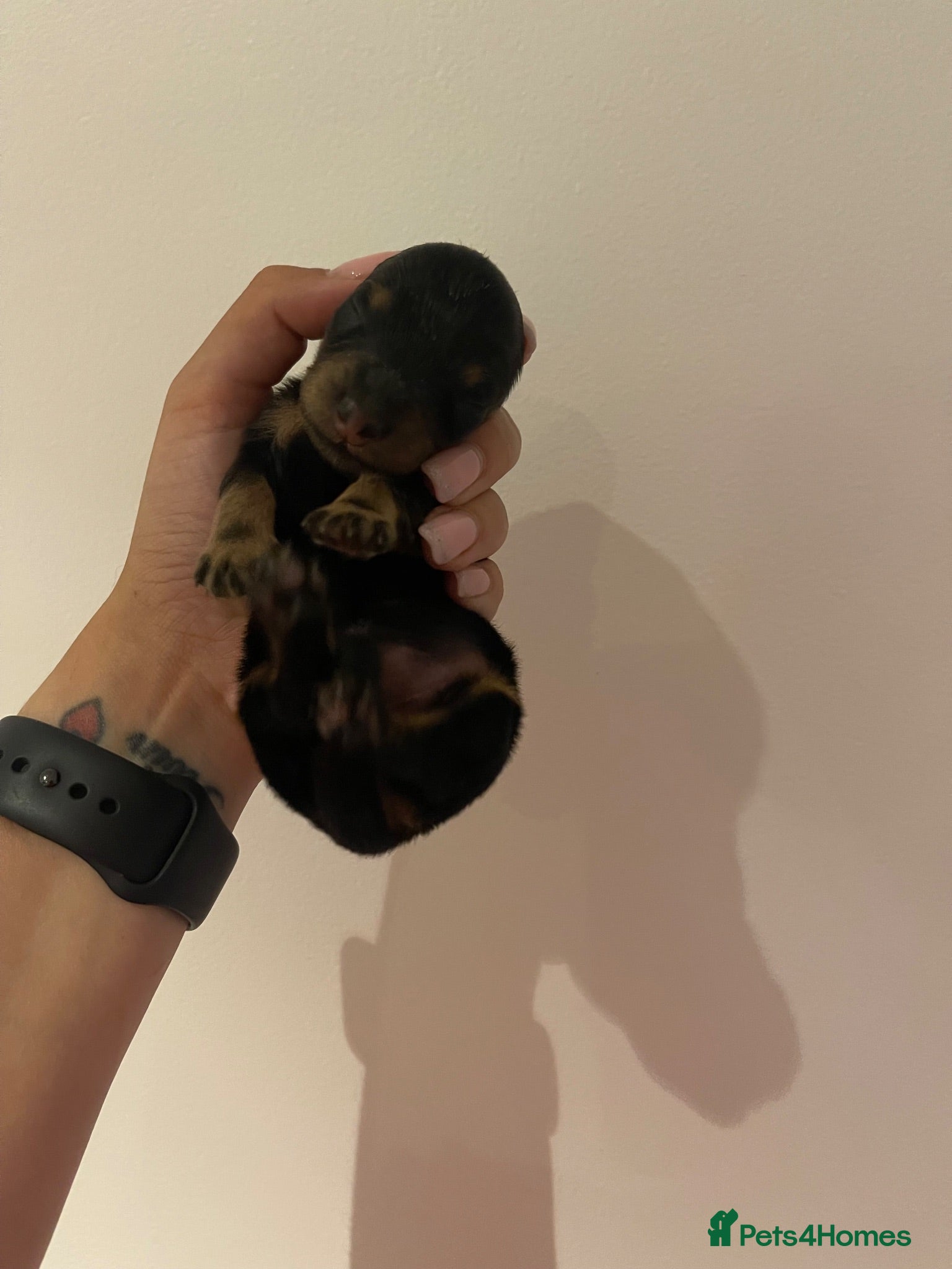 Miniature Dachshund dogs Beautiful Black & Tan Girl Long Haird Available  - Advert 1