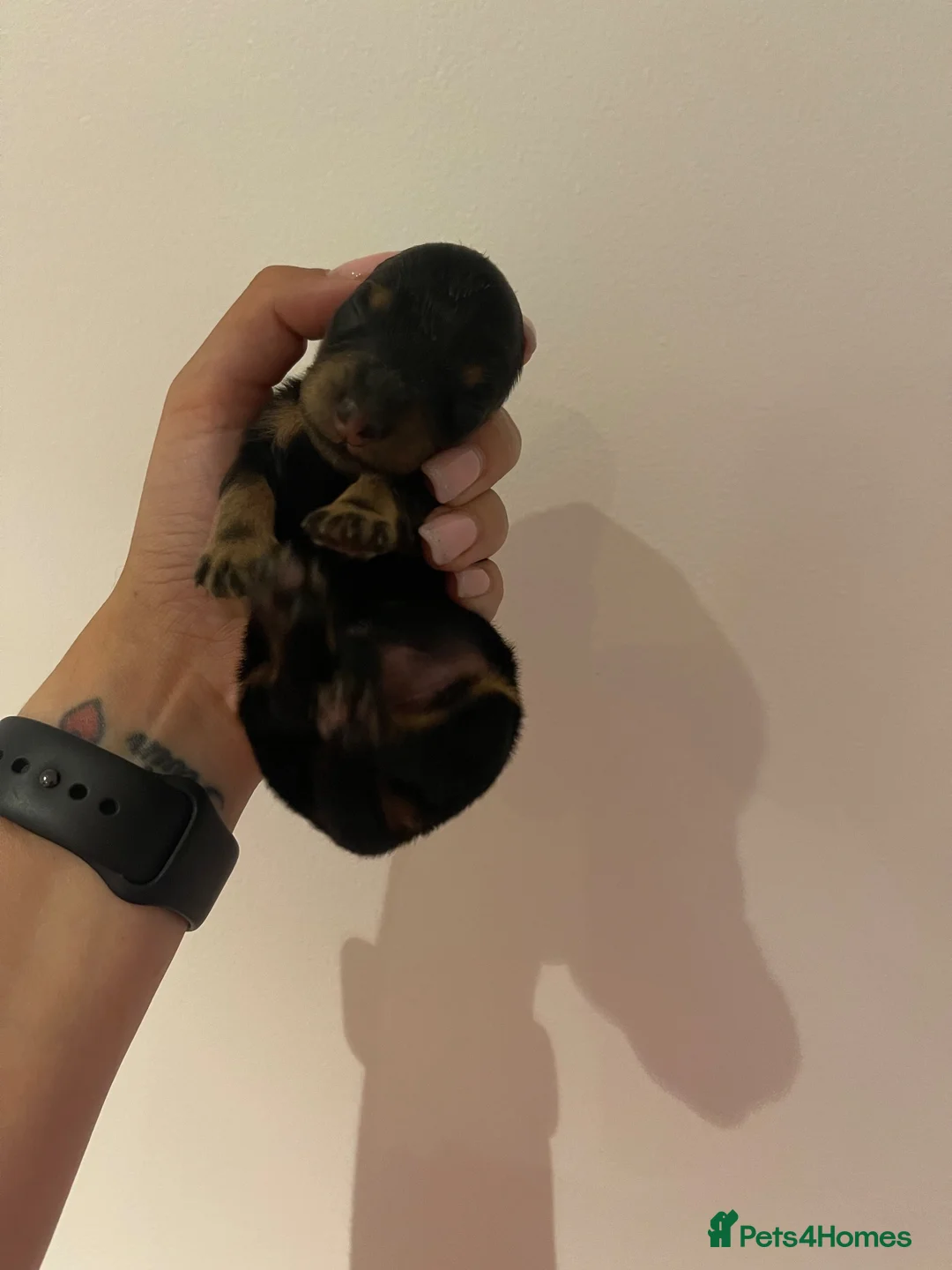 Miniature Dachshund dogs for sale: Beautiful Black & Tan Girl Long Haird Available  - Advert 1