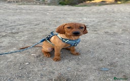 Mixed Breed dogs for sale: Vizsla x lab male puppy - Image 2