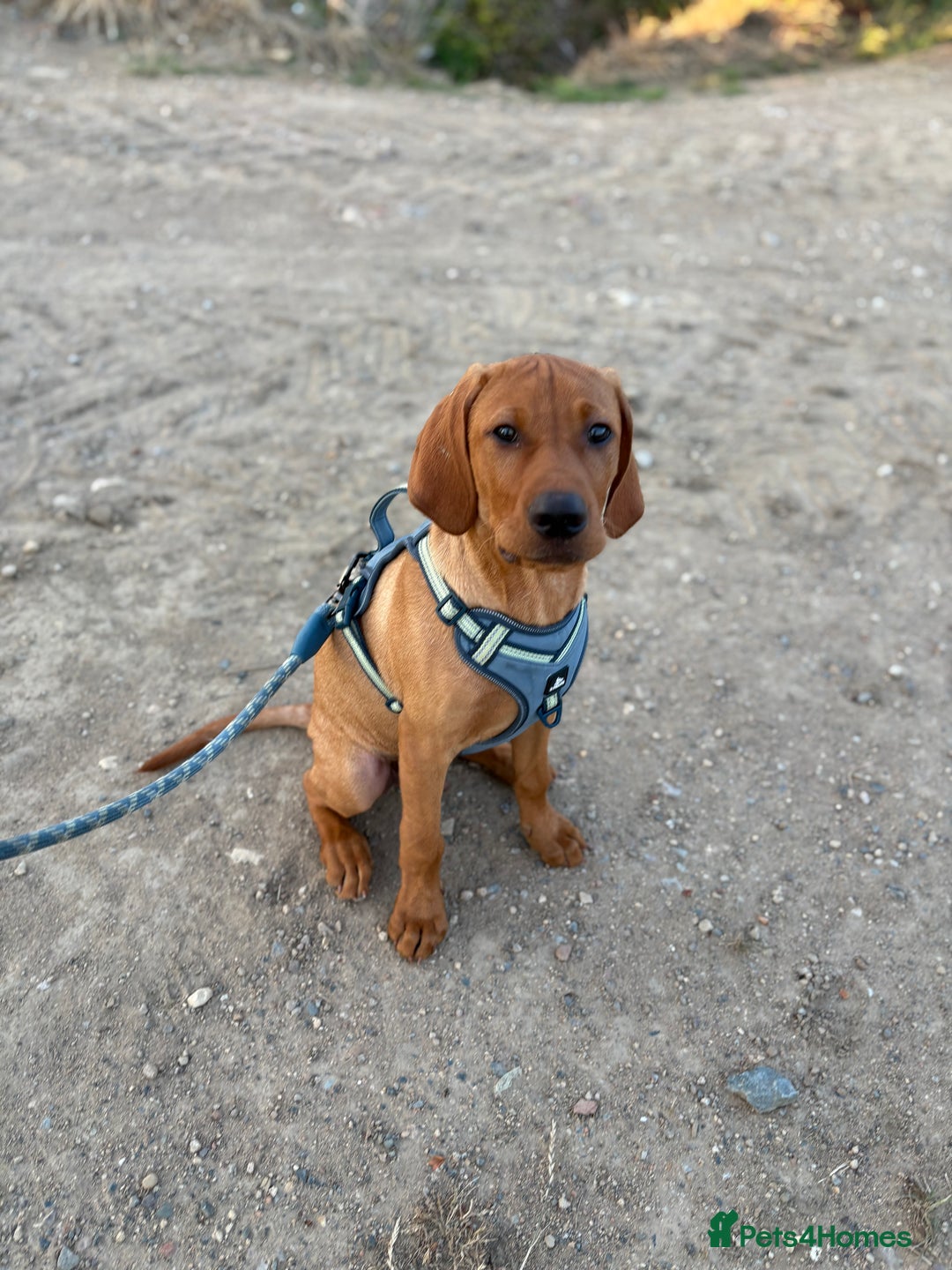 Mixed Breed dogs for sale: Vizsla x lab male puppy - Image 2