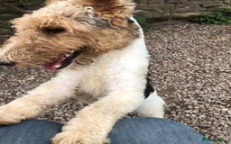 Fox Terrier dogs for stud: Wire Haired Fox Terrier for stud.  in Dunblane - Image 3