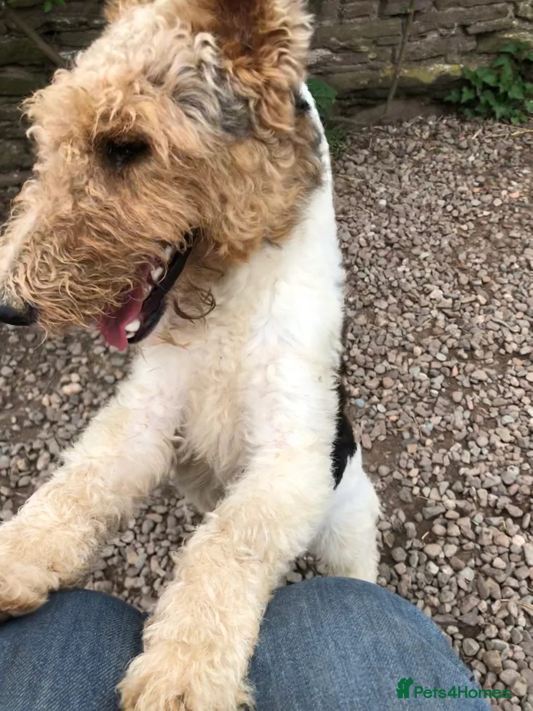 Fox Terrier dogs for stud: Wire Haired Fox Terrier for stud.  in Dunblane - Advert 3