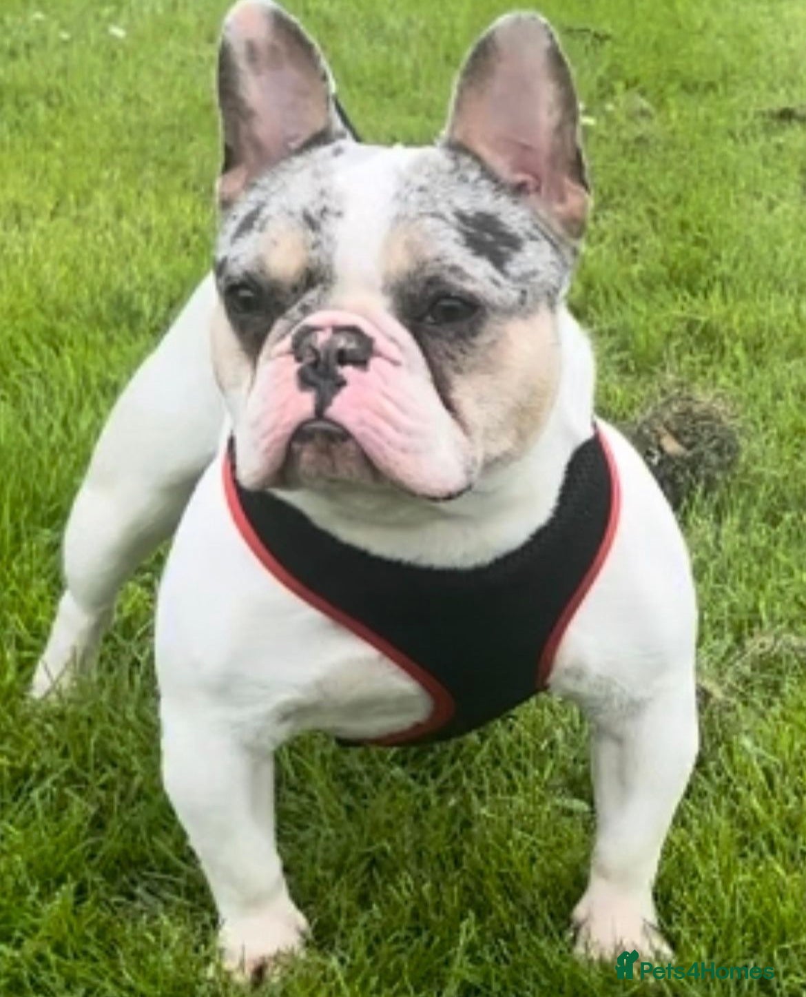 French Bulldog dogs  blue and tan pied merle French bulldog stud in Sunderland - Advert 1
