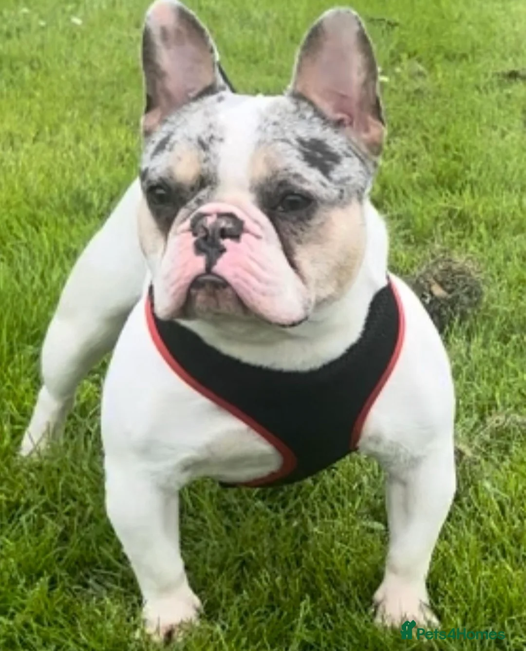 French Bulldog dogs for stud:  blue and tan pied merle French bulldog stud in Sunderland - Advert 1