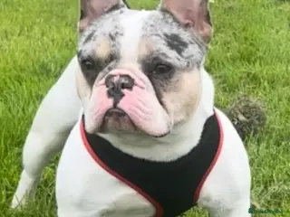 French Bulldog dogs blue and tan pied merle French bulldog stud in Sunderland - Advert 1