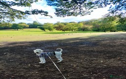 Standard Poodle dogs for sale: 9-month cream standard poodle for sale - Image 4