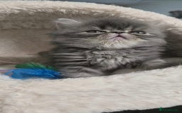 Persian cats for sale: 4 Persian Kittens - Image 11