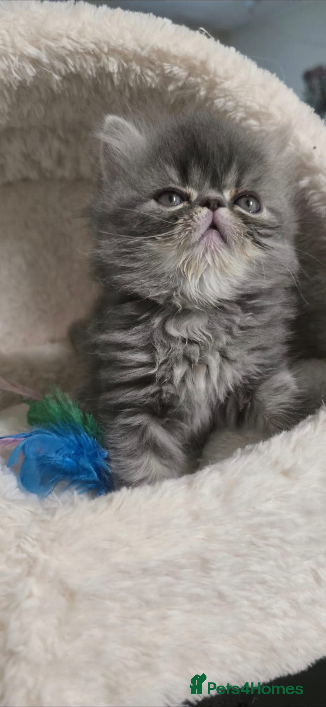 Persian cats for sale: 4 Persian Kittens - Image 11