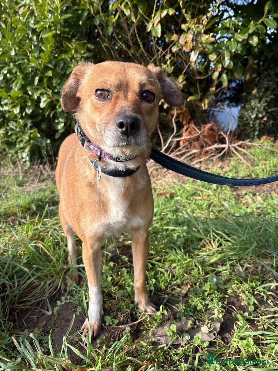 Mixed Breed dogs for adoption: Hazel - Norwich Norfolk  - Advert 8