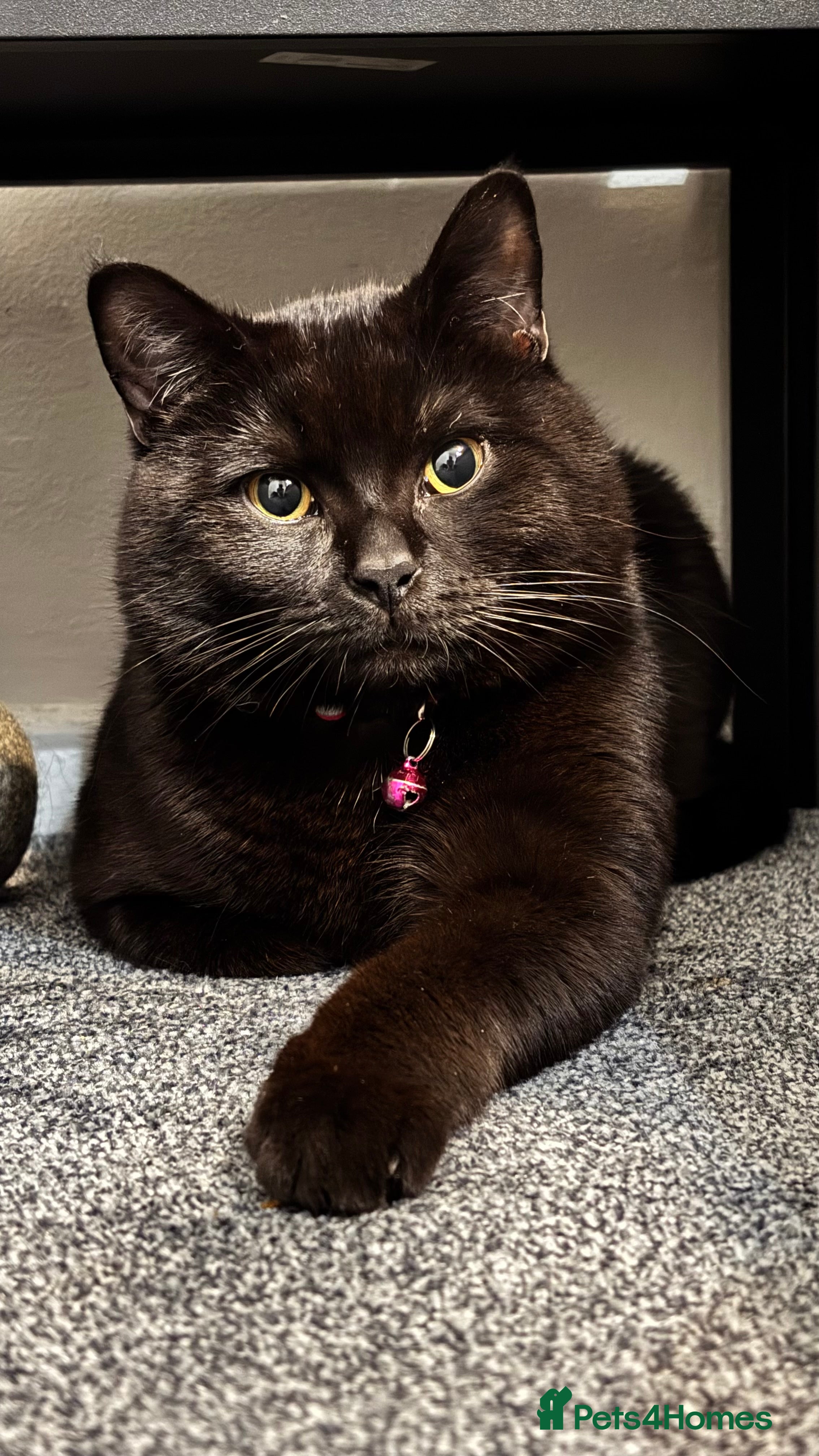 Domestic Shorthair cats Billu – Loving Black Cat Looking for a New Home 🐾 - Advert 7