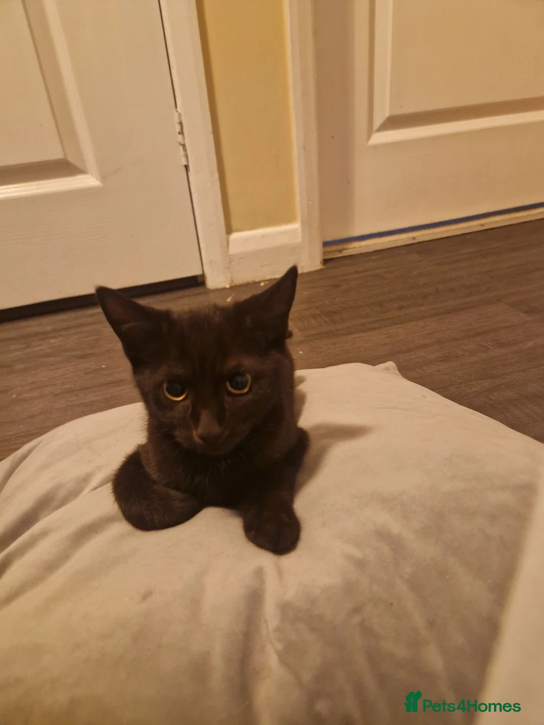 Mixed Breed cats for sale: Kittens for sale - Advert 4