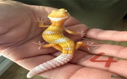 Leopard Gecko reptiles for sale: Baby leopard geckos - Image 4