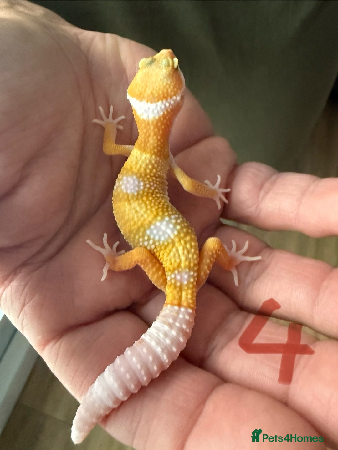Leopard Gecko reptiles for sale: Baby leopard geckos - Image 4