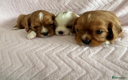 Cavalier King Charles Spaniel dogs for sale: Beautiful Ruby and Blenheim cavalier puppies - Image 5
