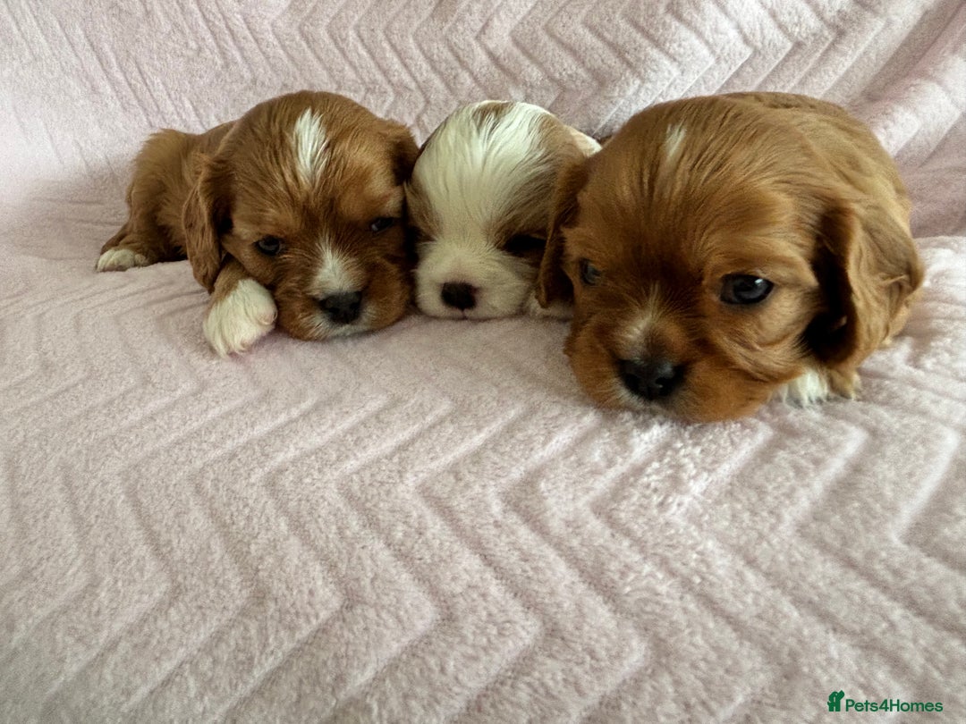 Cavalier King Charles Spaniel dogs for sale: Beautiful Ruby and Blenheim cavalier puppies - Image 5