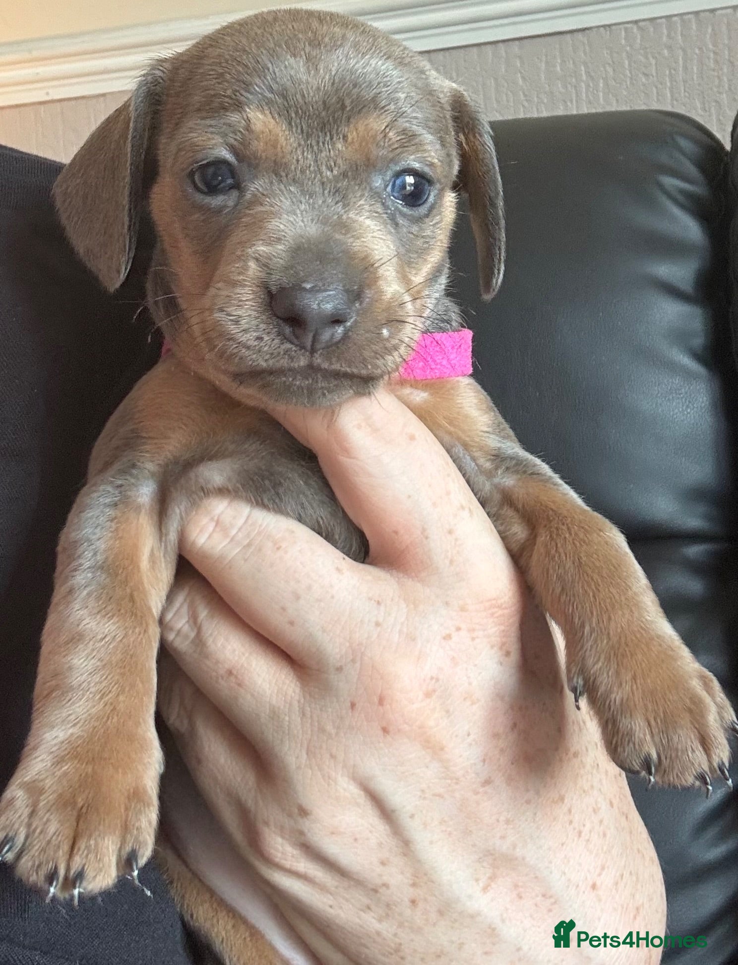 Dachshund dogs Beautiful dacshund puppies for sale - Advert 1