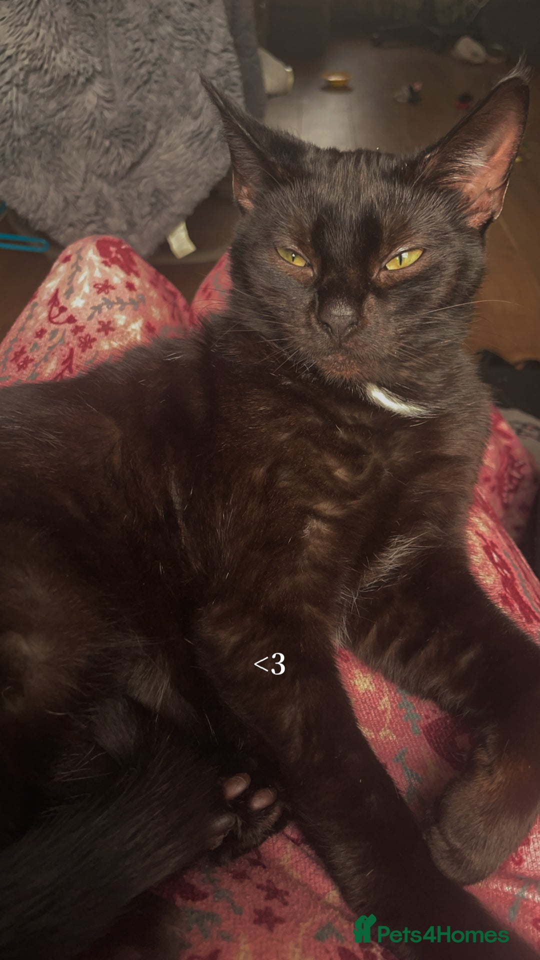 Domestic Shorthair cats for sale: Luna is a female  - Image 2