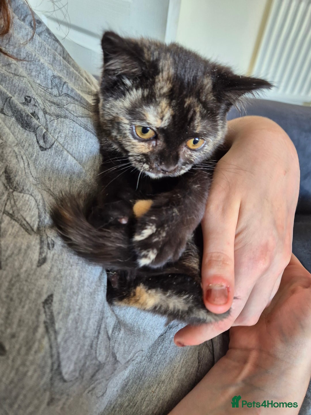 Selkirk Rex cats for sale: Pedigree Selkirk rex  kittens ready now  in Burnham-on-Sea - Image 6