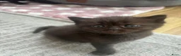British Shorthair cats for sale: Adorable Kittens Looking for loving new homes - Advert 16
