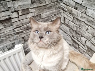 Ragdoll cats in Milton Keynes - Advert 30