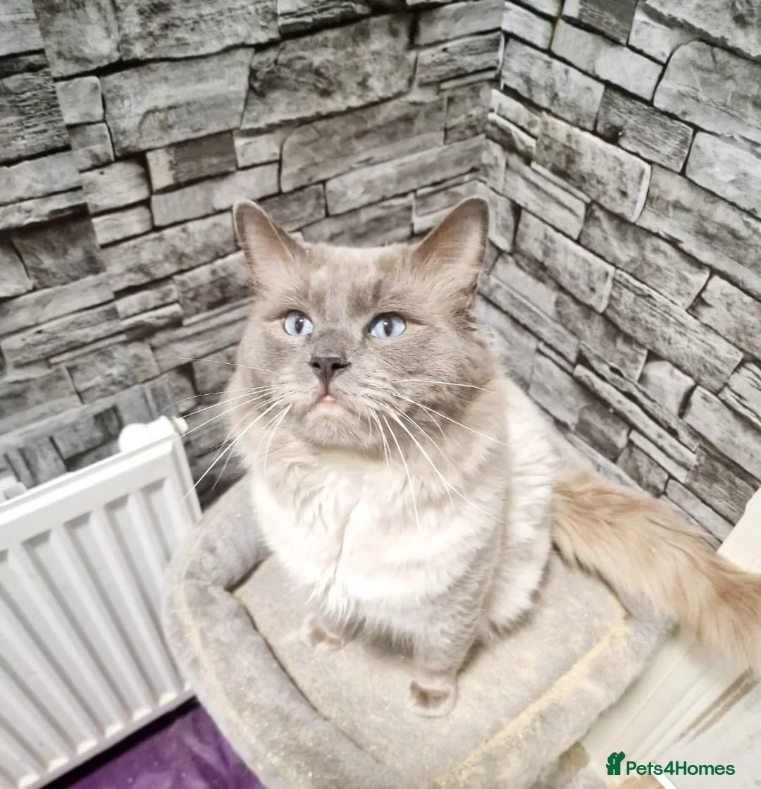 Ragdoll cats for stud: Bluepoint ragdoll stud  in Milton Keynes - Advert 1