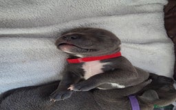Staffordshire Bull Terrier dogs for sale: Staffordshire Bull Terrier Puppies - Image 14