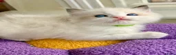 Ragdoll cats for sale: Gorgeous Tica registered Ragdoll  kittens - Advert 4