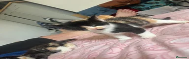 Ragdoll 6