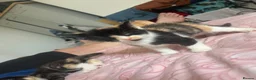 Ragdoll cats for sale: Six ragdoll cross kittens  in Rotherham - Advert 7